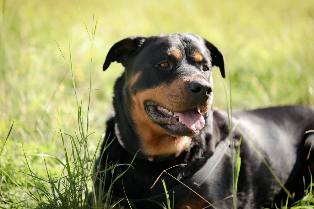 Chiens Catégorisés