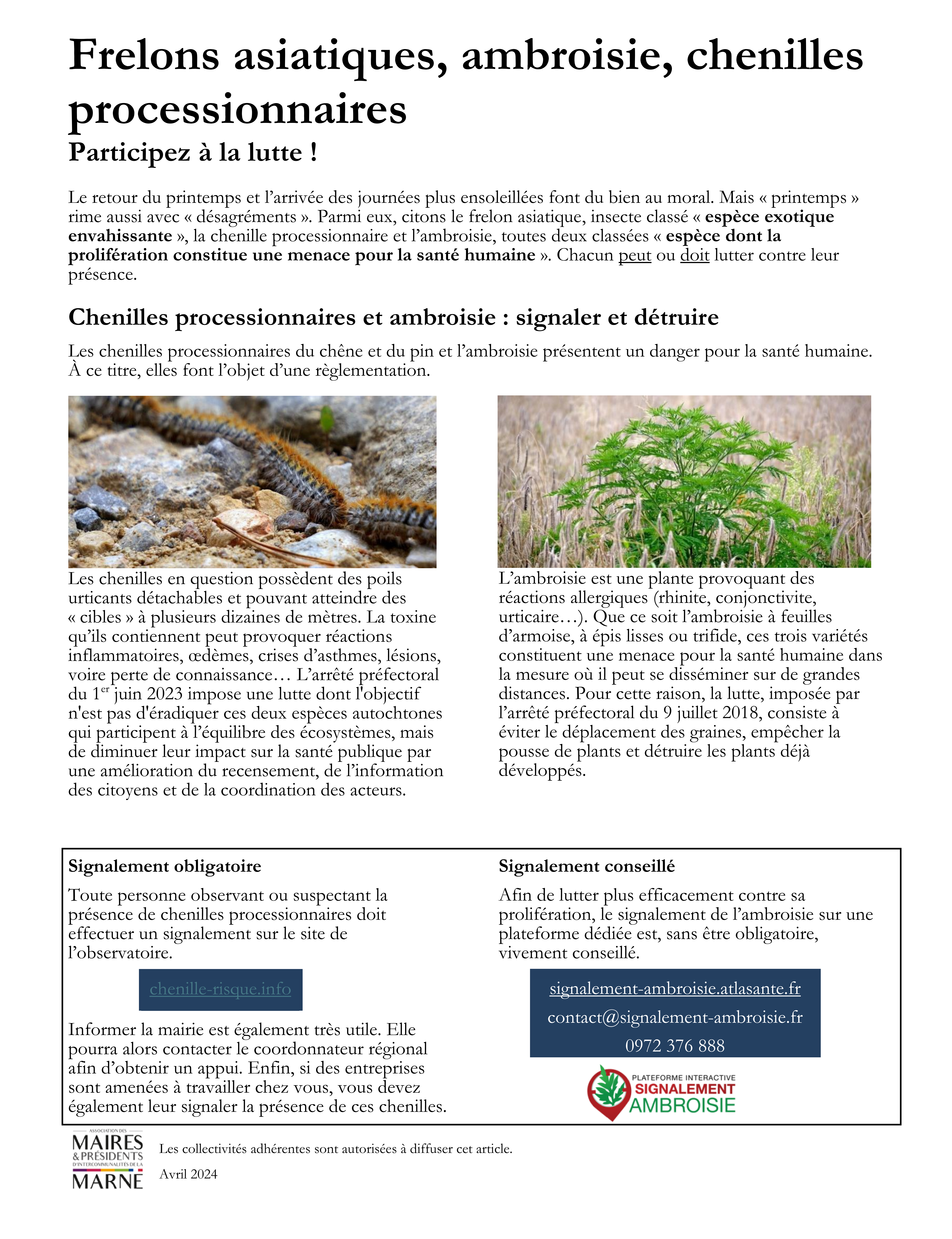 Frelons asiatiques 1