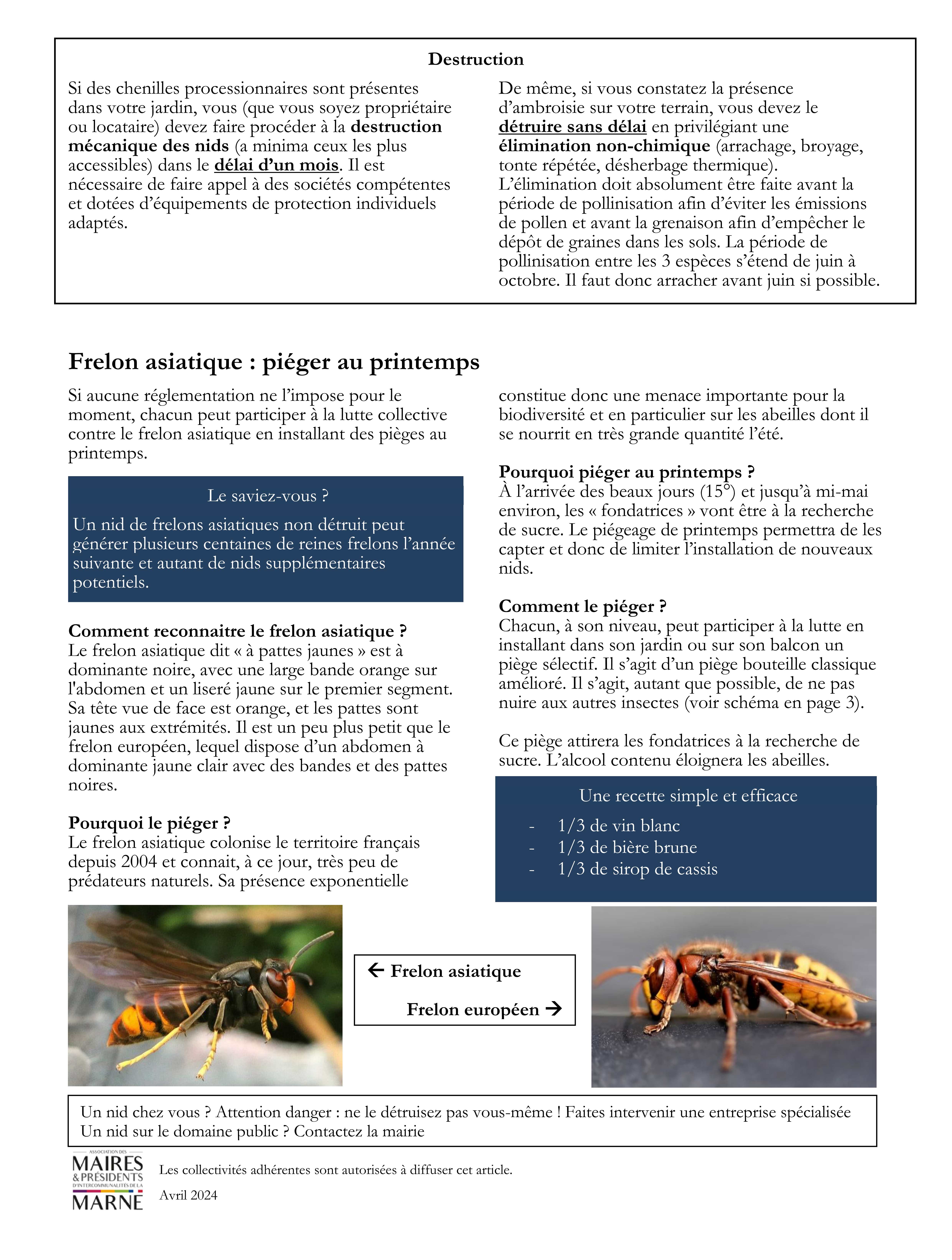 Frelons asiatiques 2
