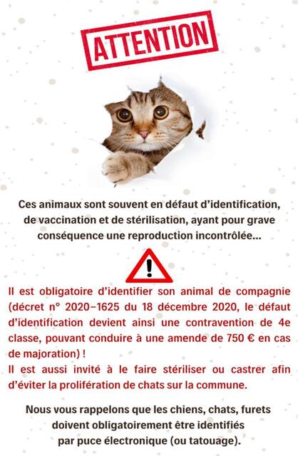 Chat
